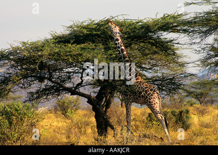 GIRAFFE Giraffa camelopardalis REACHING TOP OF TREE IN KENYA