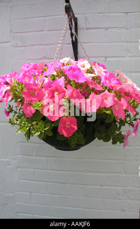 HORTICULTURE HANGING BASKET CONTAINING PETUNIA SURFINIA Stock Photo