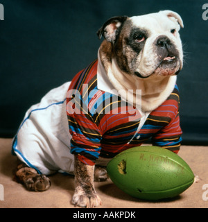 Dog wearing a football jersey Stock Photo - Alamy