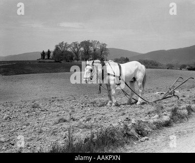 1930s WHITE HORSE IN FIELD HARNESSED TO HAND PLOW Stock Photo