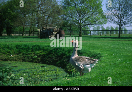 Goose in rural Suffolk scene England Stock Photo