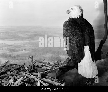 MUSEUM SETTING VIEW OF BALD EAGLE Haliaeetus leucocephalus WITH HEAD TURNED TO SIDE PERCHED ON BRANCH OVERLOOKING LANDSCAPE Stock Photo