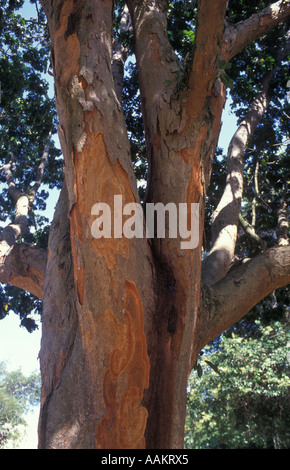 Brazilwood tree National tree of Brazil Caesalpinia echinata commonly known as pau brasil gave its name to the country Stock Photo