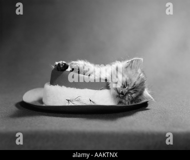 1960s CAT CURLED UP AND ASLEEP ON A ANGLER'S HAT WITH A SHEEPSKIN BAND AND FISHING FLIES SLEEPING CUTE FUNNY Stock Photo