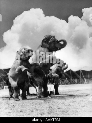 1930s CIRCUS TRAINER IN FRONT OF 3 ELEPHANTS Elephas maximus indicus STANDING ON HIND LEGS Stock Photo