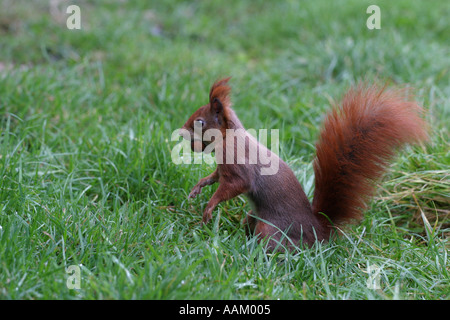 Red squirrel with nut in mouth Stock Photo