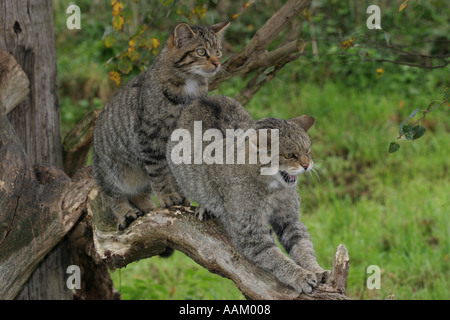 Two Scottish wildcats on tree branch, England, United Kingdom Stock Photo