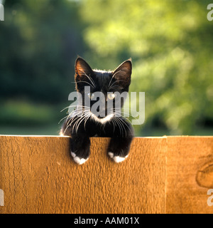 BLACK AND WHITE KITTEN PEERING OVER TOP RAIL OF WOODEN FENCE LOOKING AT CAMERA Stock Photo