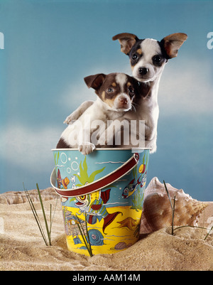 1970s TWO MINIATURE DOGS CHIHUAHUA IN A BEACH SAND PAIL Stock Photo