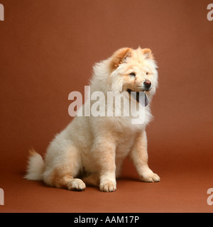 Blonde chow chow clearance puppies