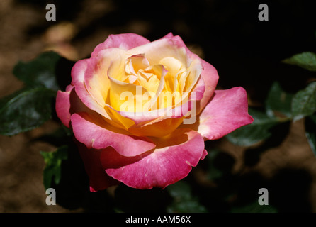 ROSE FLORIBUNDA SCENTIMENTAL Stock Photo