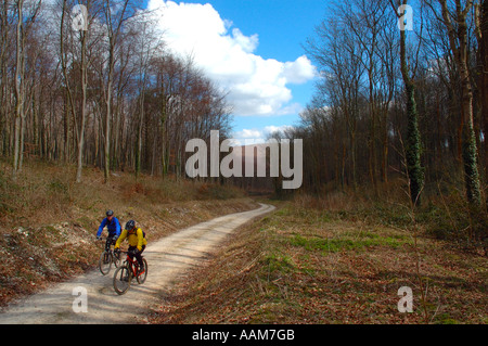 Brighstone Forest, Forest Cycling, Isle of Wight, England, UK, GB. Stock Photo