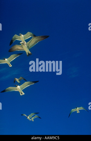 Laughing Gulls in flight in the Florida keys Florida Stock Photo