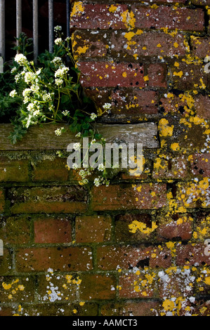 Plants and lichens growing on an old brick wall Stock Photo