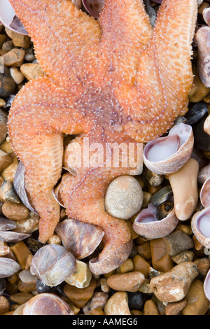 Dead starfish washed up on the beach Stock Photo