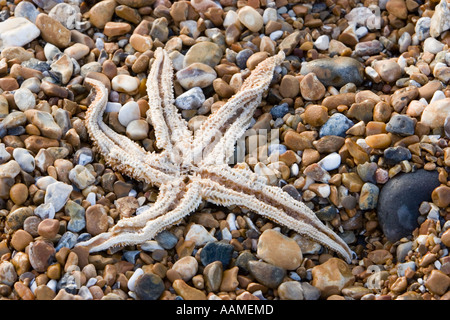 Dead starfish washed up on the beach Stock Photo