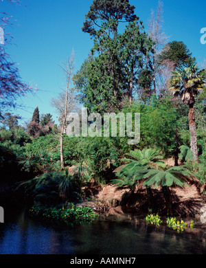 The jungle in the Lost Gardens of Heligan, Cornwall, UK Stock Photo