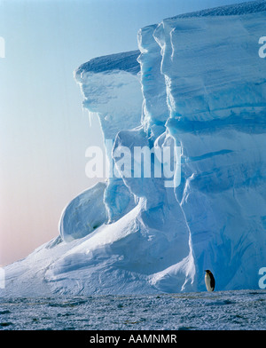 ONE EMPEROR PENGUIN-BACKVIEW GLACIER ANTARCTICA Stock Photo