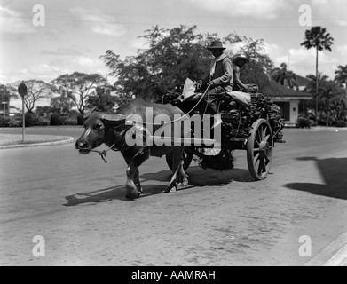 1930s TWO NATIVE MEN RIDING ON A LOADED WATER BUFFALO CART MANILA PHILIPPINES Stock Photo