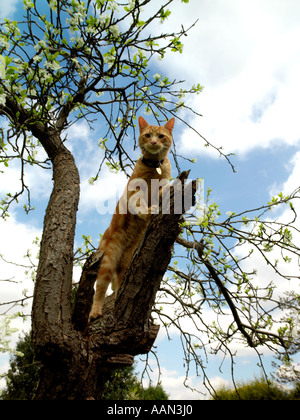Kitten Climbing Tree with Blossom Stock Photo