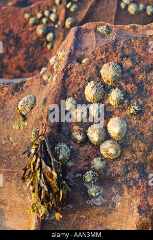 Cluster of limpets on a sandstone outcrop in Pirate s Cove Isle of Arran Scotland Stock Photo