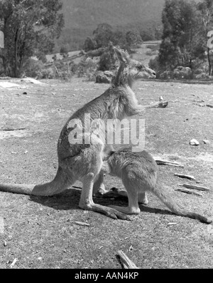 KANGAROO STANDING IN THE AUSTRALIAN BUSH BABY JOEY HEAD IN POUCH Stock Photo