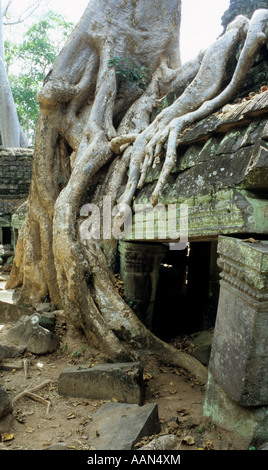 Silk cotton tree roots over crumbling lichen covered stone ruins, Ta Prohm Temple, Cambodia Stock Photo
