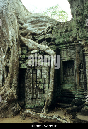 Silk cotton tree roots growing over doorway in lichen covered crumbling ruins, Ta Prohm Temple, Cambodia Stock Photo