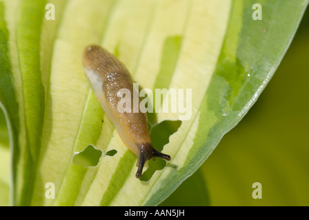 Common garden slug Stock Photo