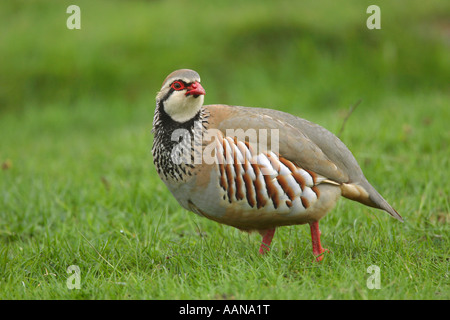 Red Legged Partridge Alectoris rufa walking in a meadow and looking back over its shoulder with eye contact Stock Photo