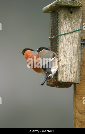 Bullfinch Pyrrhula pyrrhula Male and female Bullfinch perched on a peanut feeder in the Highlands of Scotland UK Europe Stock Photo