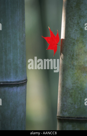 Bamboo trunks with maple leaf at Arashiyama Park in Kyoto Japan Stock Photo