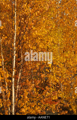 Aspen trees in autumn, Dempster Highway, Yukon, Canada Stock Photo