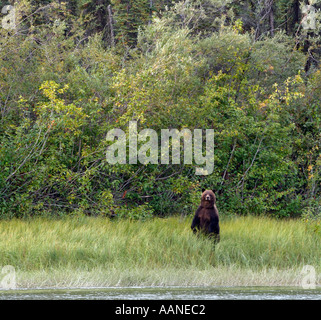 Grizzly Bear on the shores of the Yukon River, Yukon, Canada Stock Photo