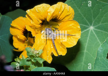 Nurser web / Wedding present spider female Pisaura mirabilis Pisauridae sunning herself in a garden nasturtium flower UK Stock Photo