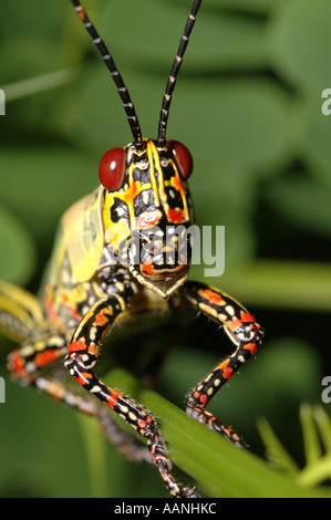 Variegated grasshopper Zonocerus variegatus Acrididae Ghana Stock Photo
