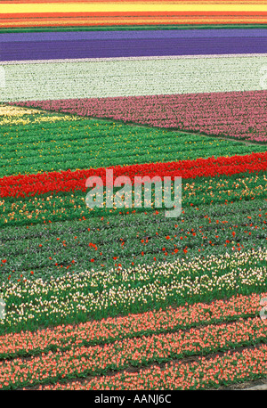 HOLLAND Lisse Kukenhof Gardens Aerial view of multi colored bulb fields and flowers Stock Photo