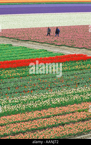 Lisse, Holland  Kukenhof Gardens, Aerial view of multi colored fields of  flowers. bulbs and  farm workers, Stock Photo