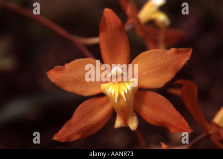 Odontioda, an exotic orchid. Stock Photo