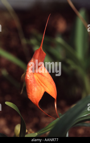 Maxillaria variabilis Stock Photo