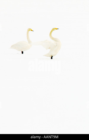 whooper swan (Cygnus cygnus), Whoopers in snow, Finland Stock Photo