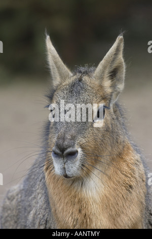 Patagonian cavy (Dolichotis patagonum), portrait Stock Photo