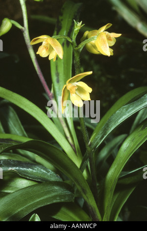 Hairy-lipped Polystachya (Polystachya pubescens), blooming Stock Photo
