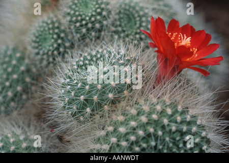 Red Crown Cactus (Rebutia senilis), blooming Stock Photo