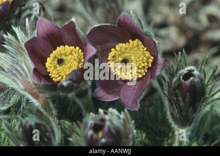 Mountain pasque flower, Mountain pasqueflower (Pulsatilla montana, Anemone montana), flowers Stock Photo