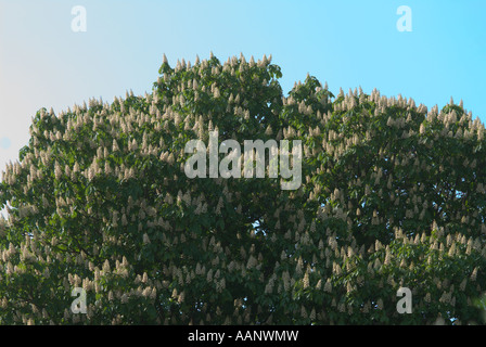 Crown of a horse chesnut tree in spring UK Stock Photo
