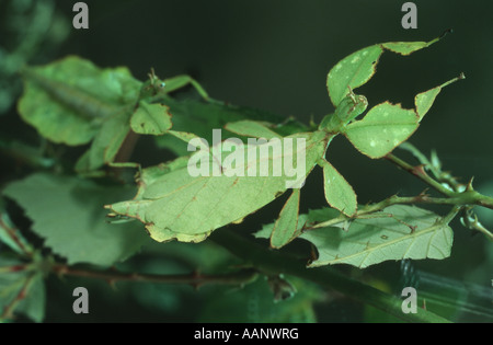 Javan Leaf-Insect, leaf insect (Phyllium bioculatum), camouflaged as a leaf Stock Photo