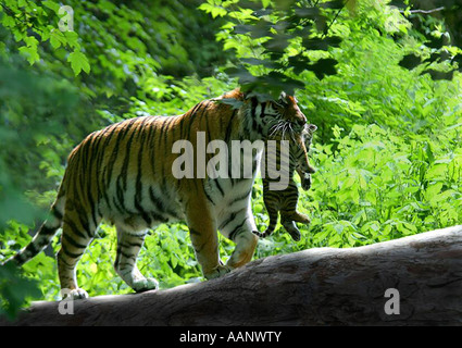 Tiger Mother Carrying Her Cub In Mouth Stock Photo, Picture and Royalty  Free Image. Image 36056839.