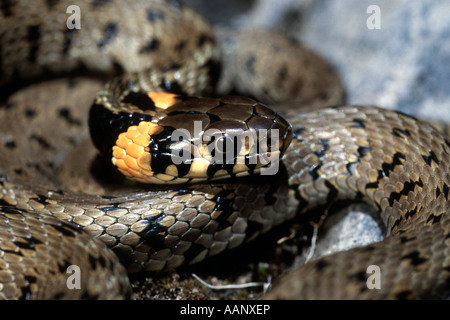 Balkan grass snake (Natrix natrix persa), portrait, Turkey, Kayseri, Erciyes Stock Photo