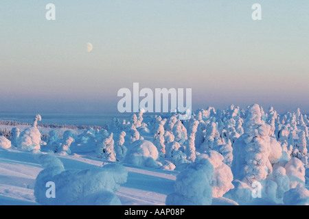 weird winter landscape at dawn, Finland, Oulu, Kuusamo Stock Photo